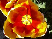 close up of tulip 